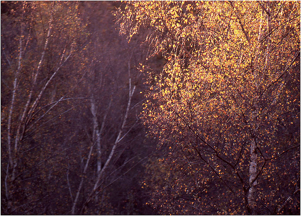 Autumn Birch Glow, Bramshaw Wood